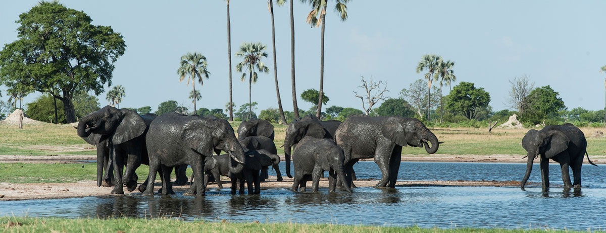 hwange-elephants