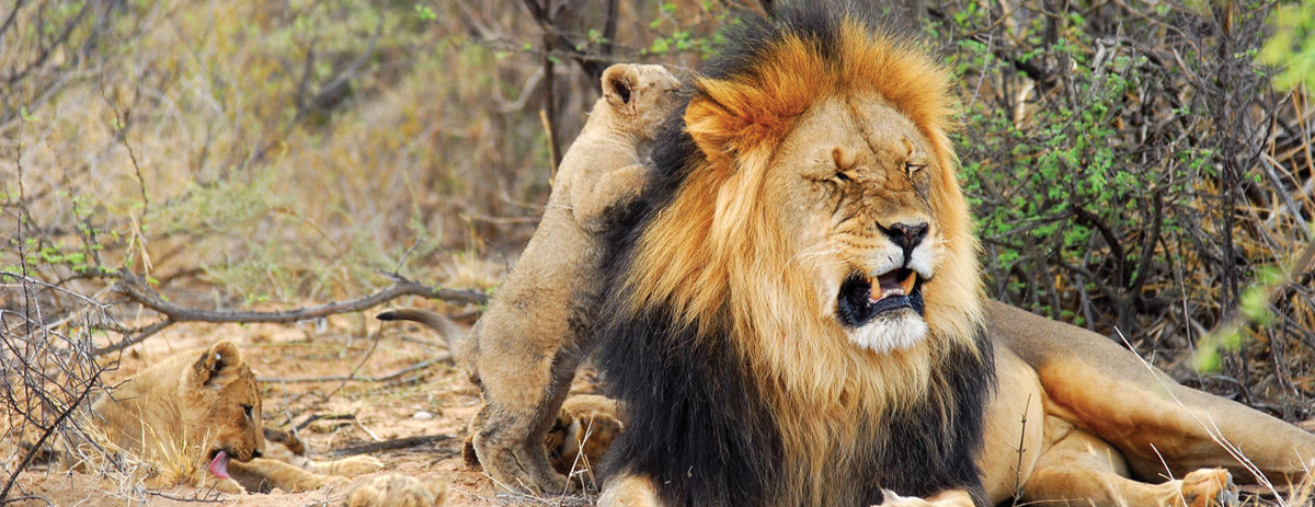 kalahari-lion-and-cubs