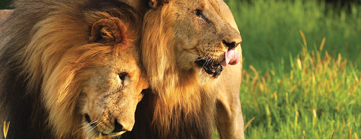 madikwe-game-reserve-lions