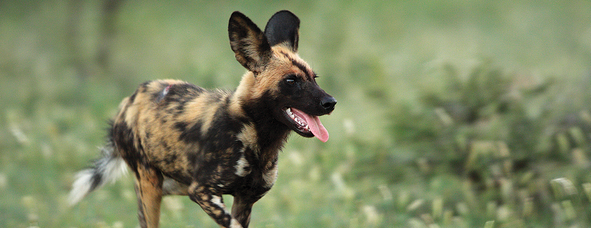 madikwe-game-reserve-wild-dog