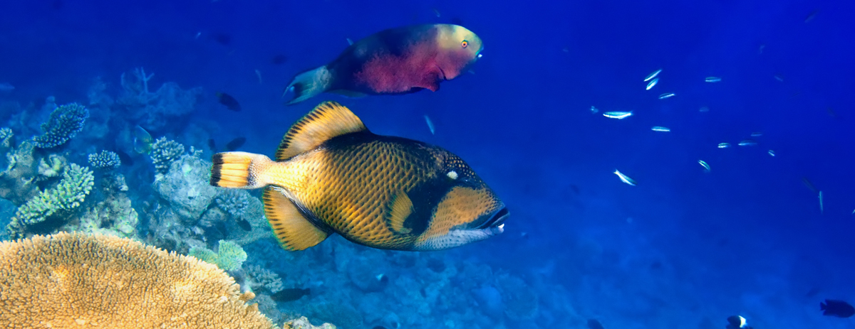 mauritius-sea-life