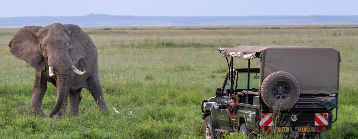 AMBOSELI Ellie