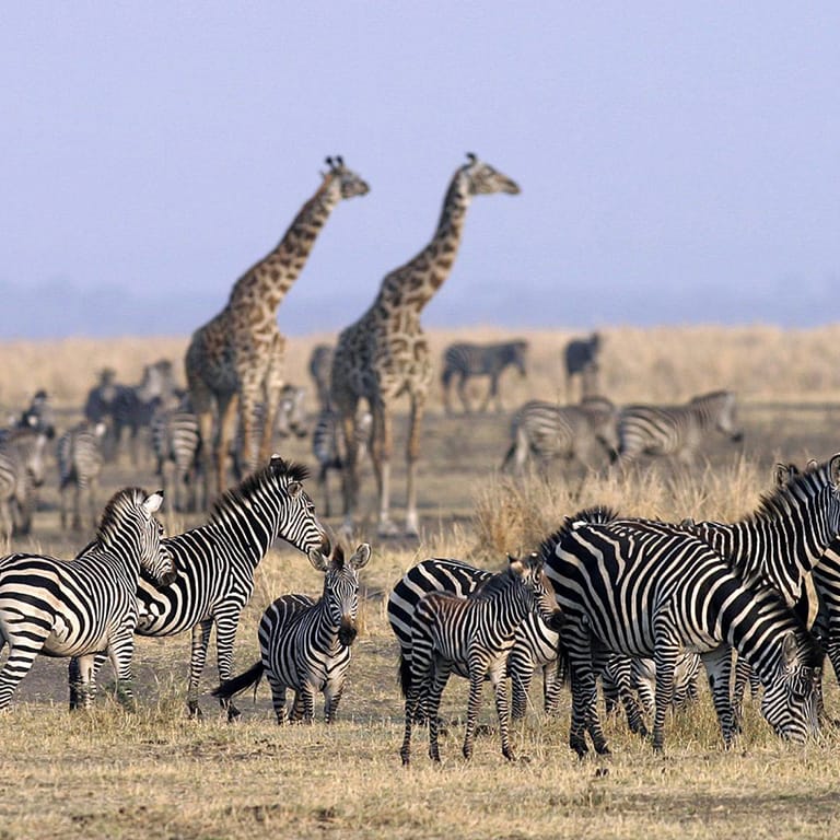 Chada-Katavi-plains-game-Nomad-Tanzania-2000x1024