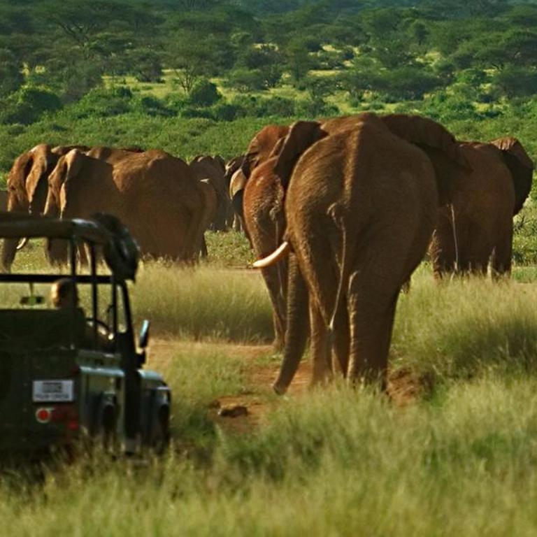 ELEPHANT WATCH CAMP 1