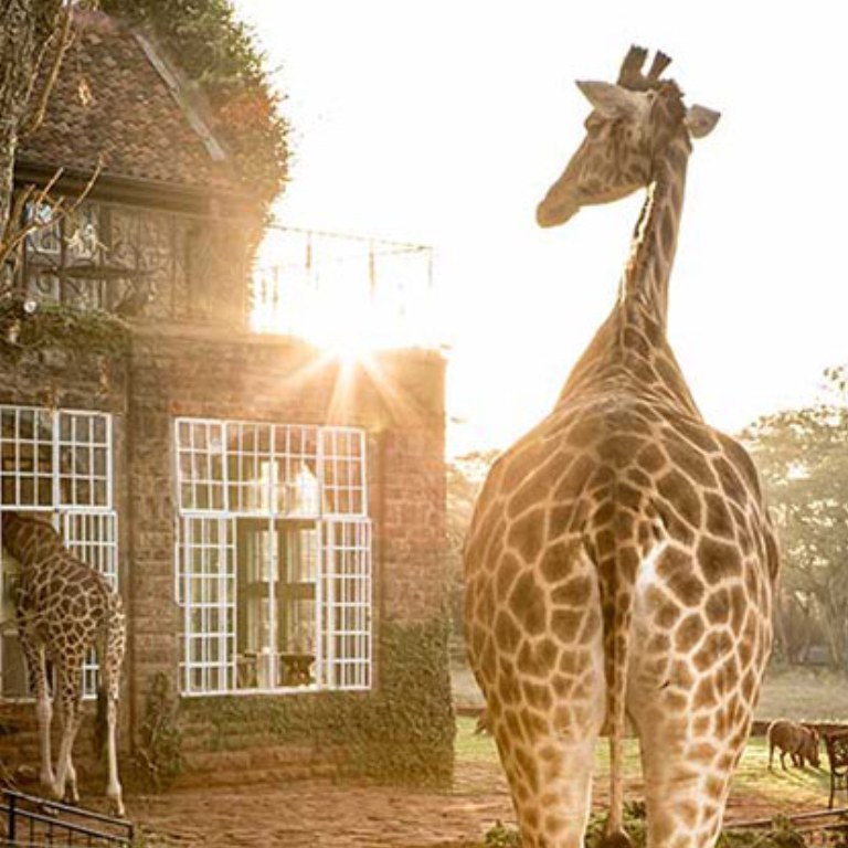 GIRAFFE MANOR (4)