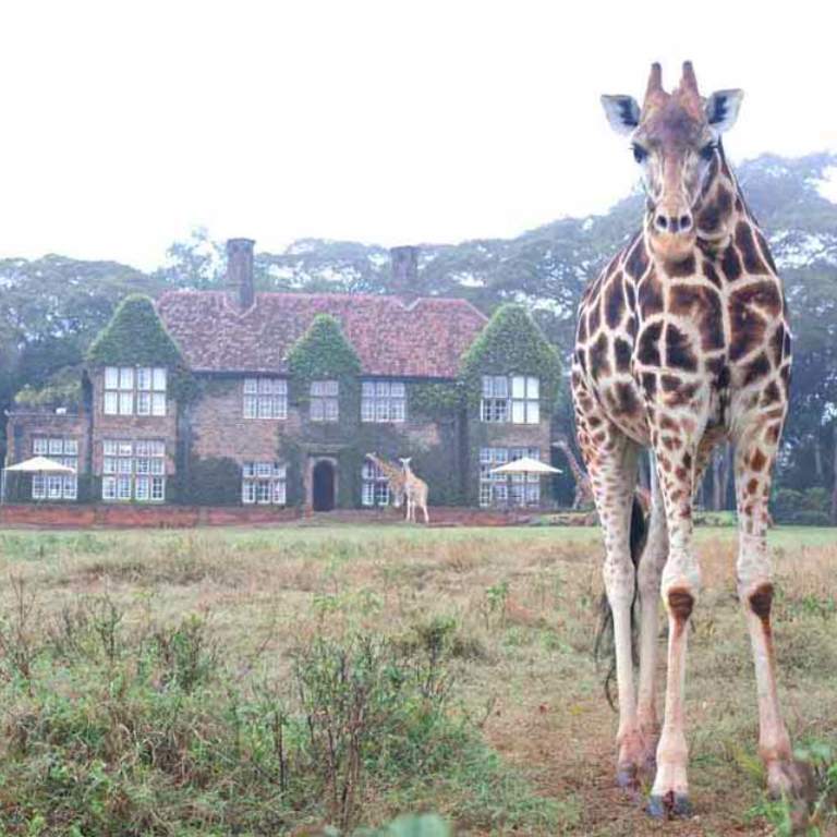 GIRAFFE MANOR (5)