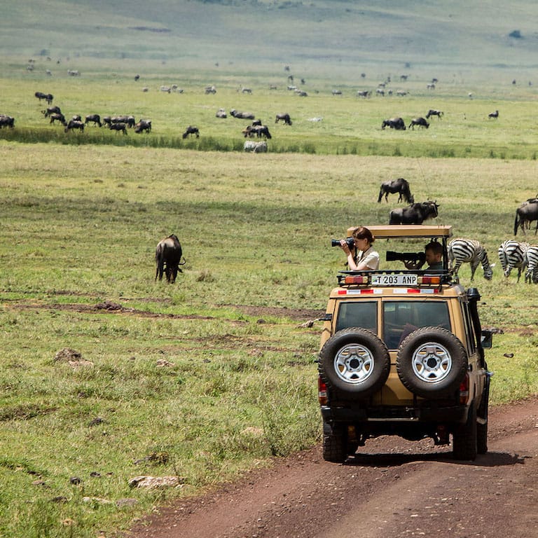 Gibbs-Farm-safari-game-drive