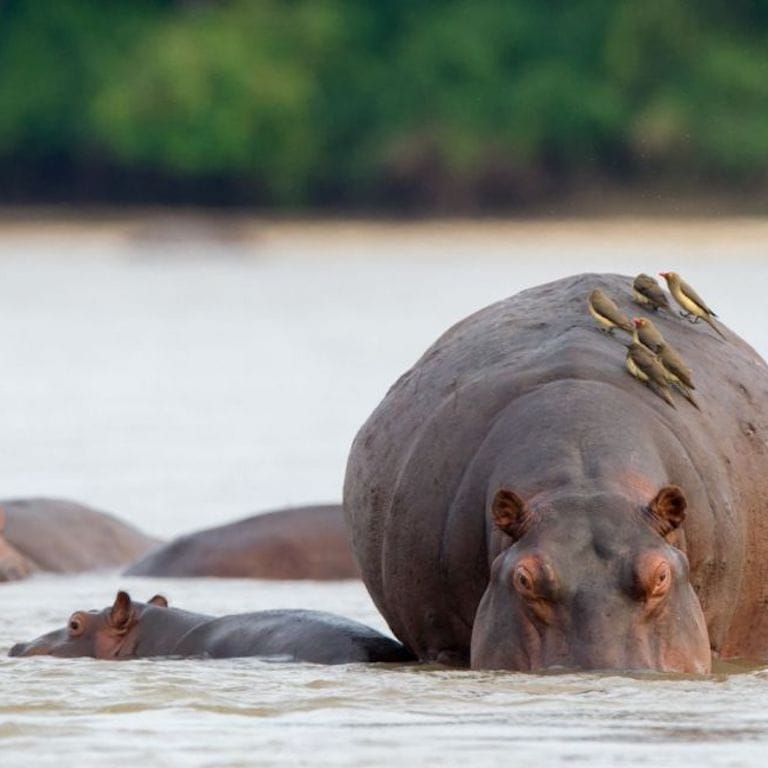 Kiba-Point-Nomad-Tanzania-5