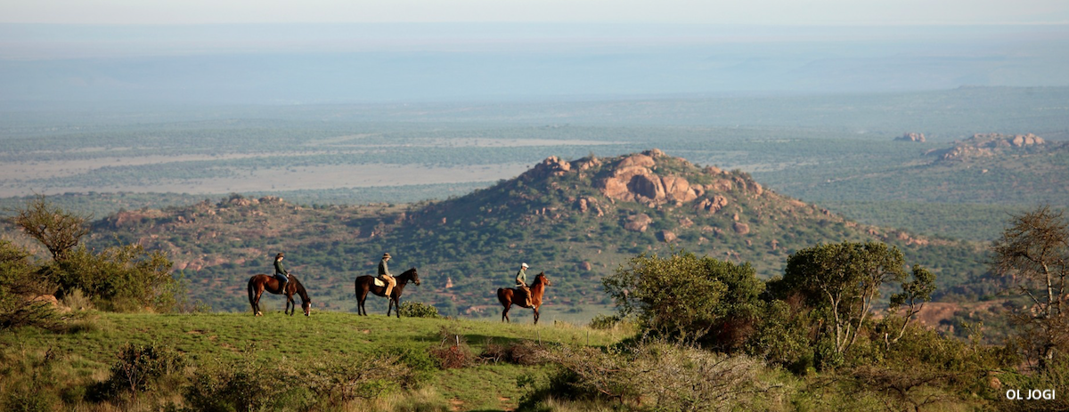 LAIKIPIA Ol Jogi Horse