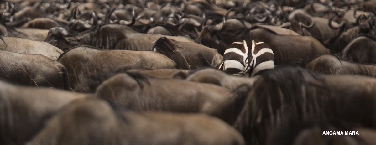 MARA Wildebeest