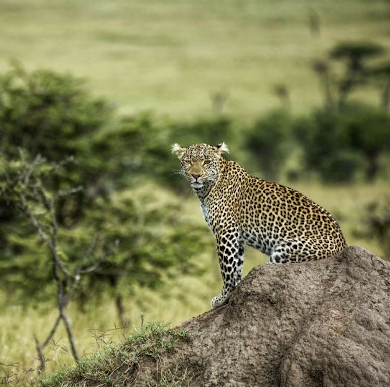 MARAPLAINS Leopard