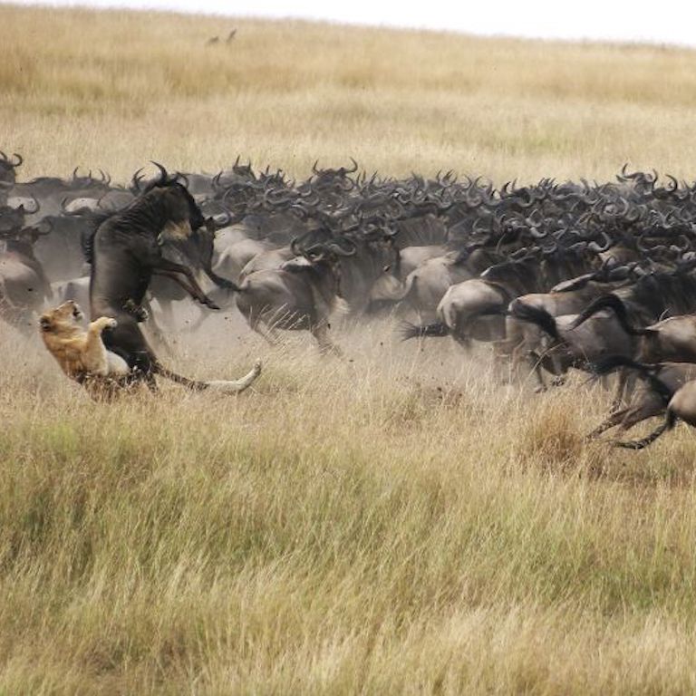 MARAPLAINS Migration