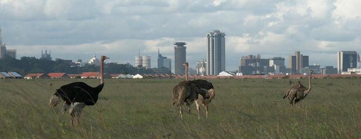 NAIROBI Ostrich