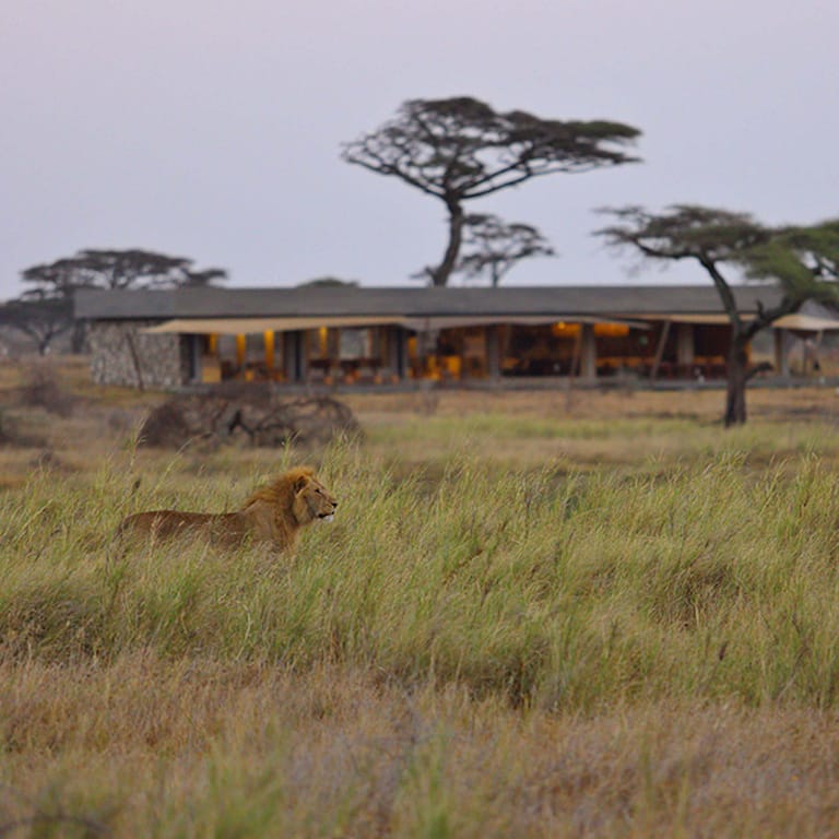 Namiri-Plains-Lions-with-Main-Area