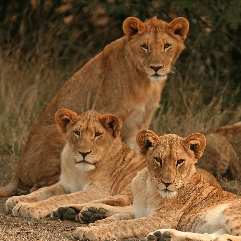 Ngorongoro-Why-we-love-it-KopeLion