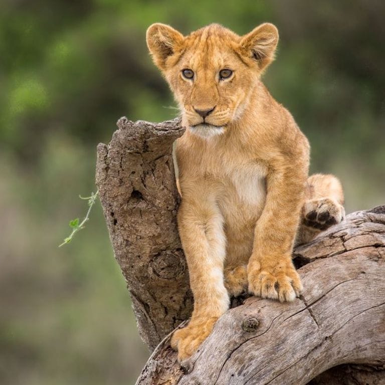 Nomad-Mkombe-House-3