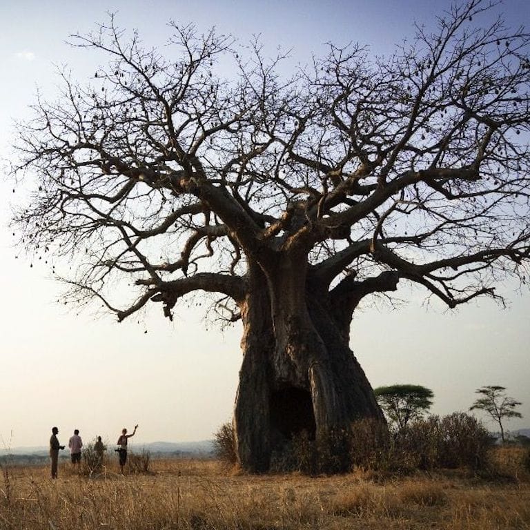 Sand-Rivers-Selous-Nomad-Tanzania-2