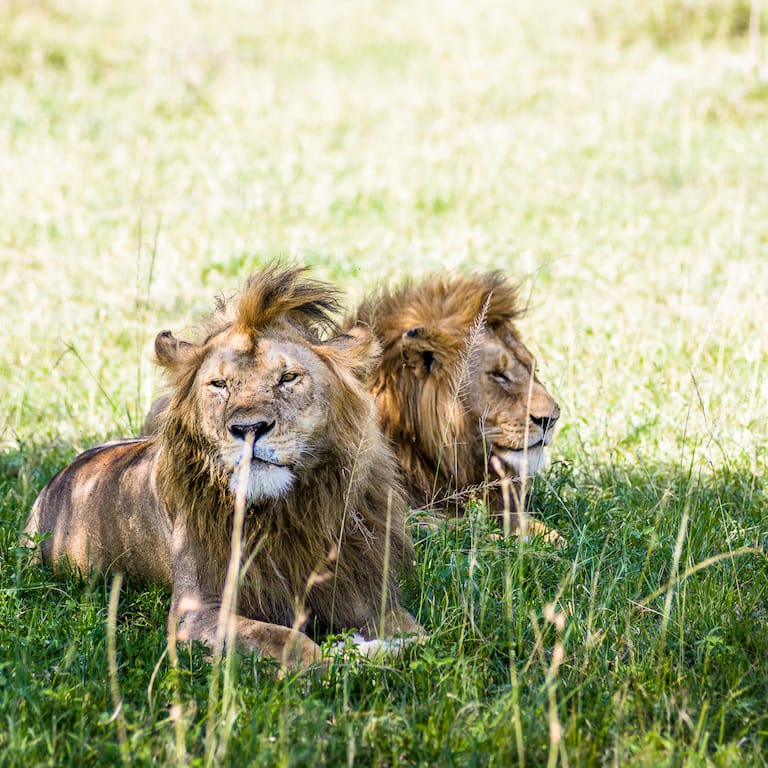 Singita Sabora Photos-1