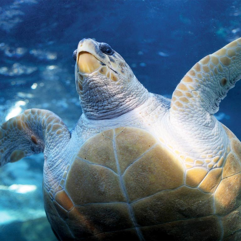 maia-seychelles-10