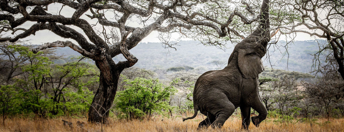 southern-serengeti-2