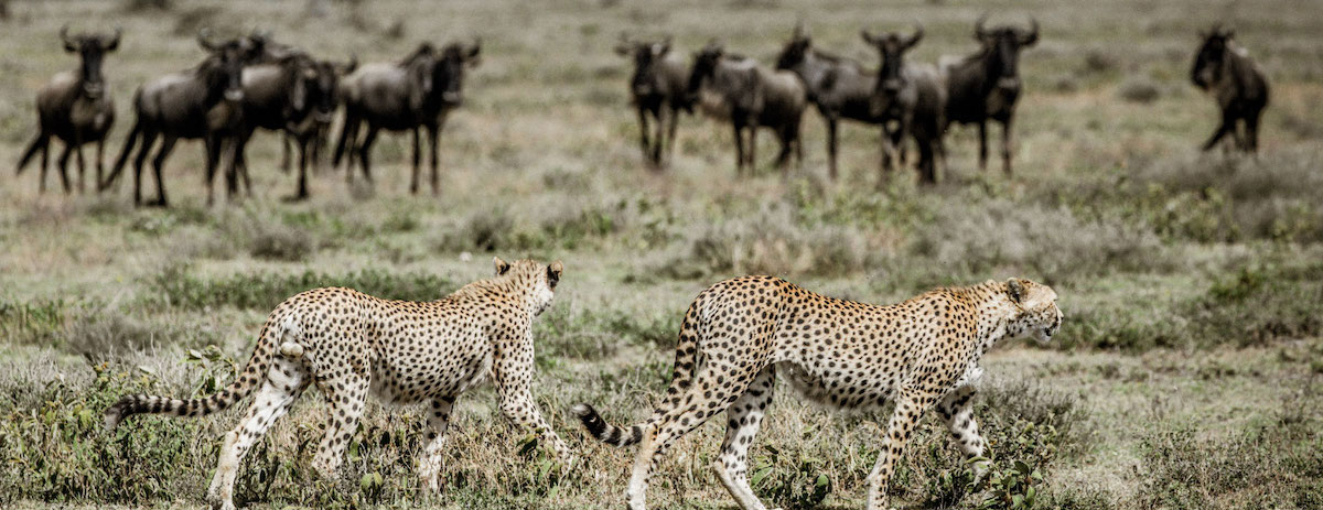 southern-serengeti-3