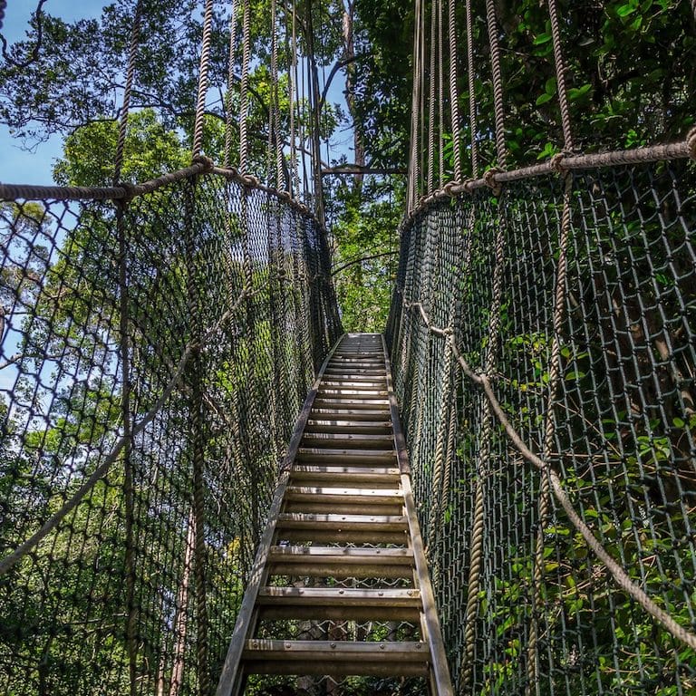 treetop-walkway-tour-in-lake-manyara-national-park